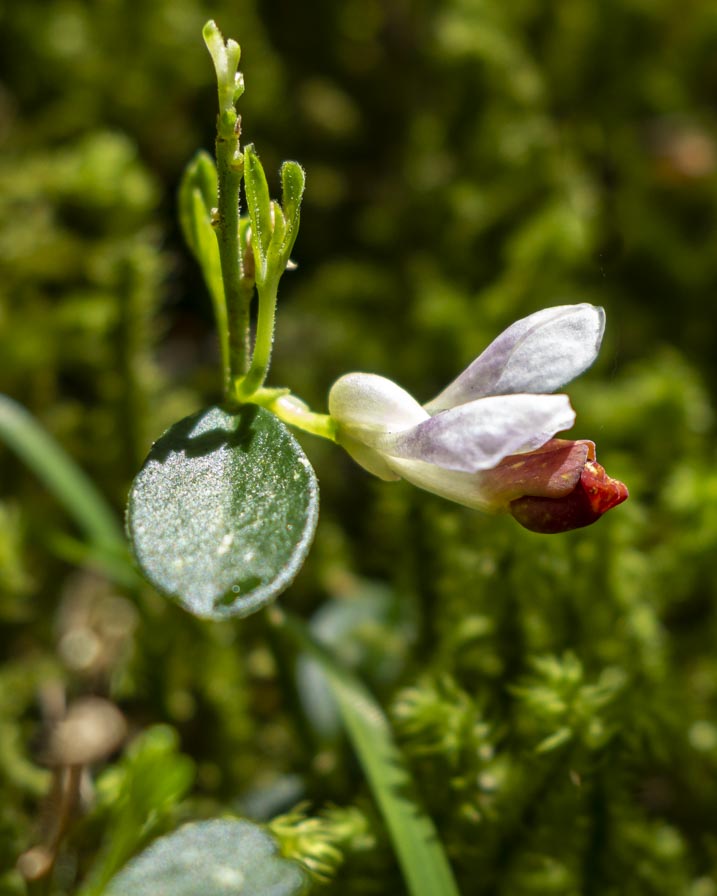 In torbiera alpina:  Polygala chamaebuxus
